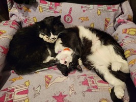 picture of two tuxedo cats